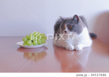 猫にブドウを食べさせては危険です ぶどう 有害 危険 94537686