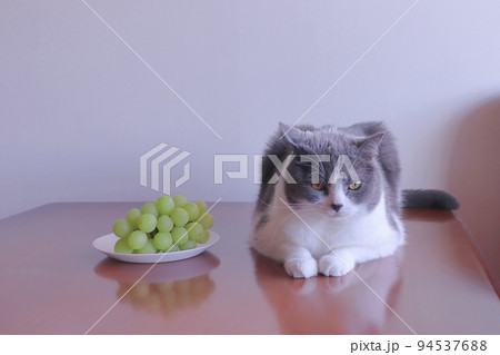 猫にブドウを食べさせては危険です ぶどう 有害 危険 ダメ 94537688