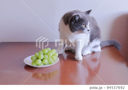 猫にブドウを食べさせては危険です ぶどう 危険 誤食 中毒 94537692