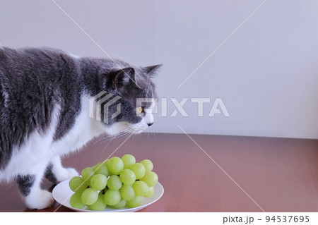 猫にブドウを食べさせては危険です ぶどう 危険 誤食 駄目 有害 94537695