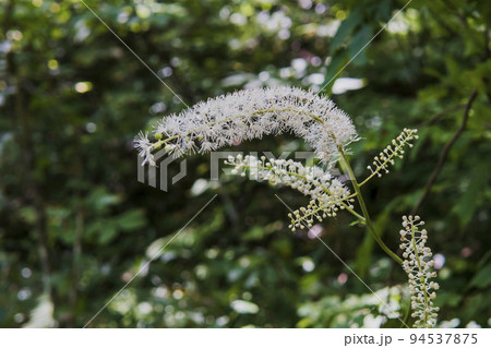 サラシナショウマの花穂をアップ【長野県の戸隠神社・9月】 サラシナショウマの花穂をアップ【長野県の戸隠神社・9月】 94537875
