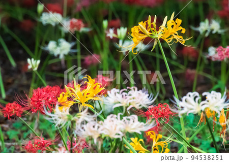 赤白黄色のカラフルに咲く満開の彼岸花 赤白黄色のカラフルに咲く満開の彼岸花 94538251