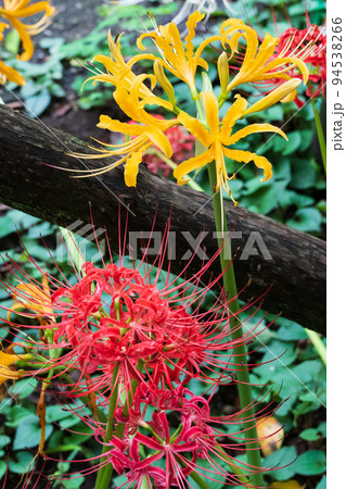 鮮やかな赤、黄色の花びらを広げる彼岸花 鮮やかな赤、黄色の花びらを広げる彼岸花 94538266