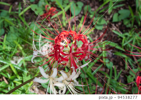 雑木林に咲く紅白の彼岸花 94538277