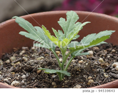 さし芽で根付いたセマムの写真素材