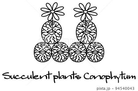 開花している多肉植物のコノフィツム キャラクター イラスト ベクター 開花している多肉植物のコノフィツム キャラクター イラスト ベクター 94540043