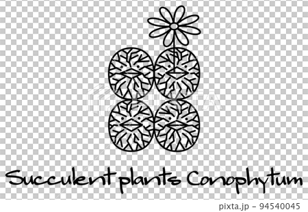 Flowering Succulent Conophytum Character Illustration Vector 94540045