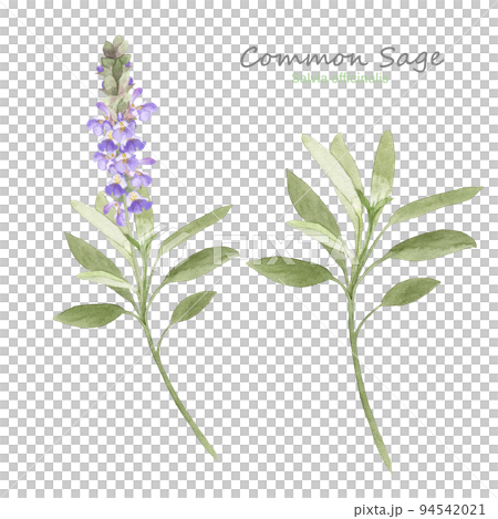 セージの花と葉っぱの水彩画 94542021