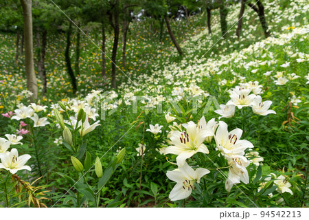 白いのユリの花 白いのユリの花 94542213