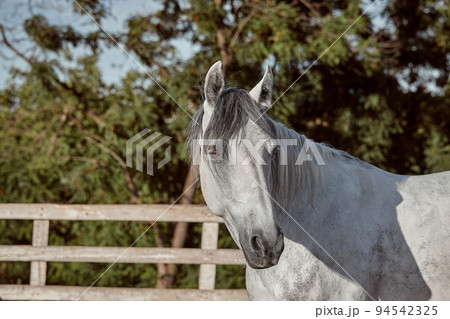 Beautiful grey horse in White Apple, close-up of muzzle, cute look, mane, background of running field, corral, trees Beautiful grey horse in White Apple, close-up of muzzle, cute look, mane, background of running field, corral, trees 94542325
