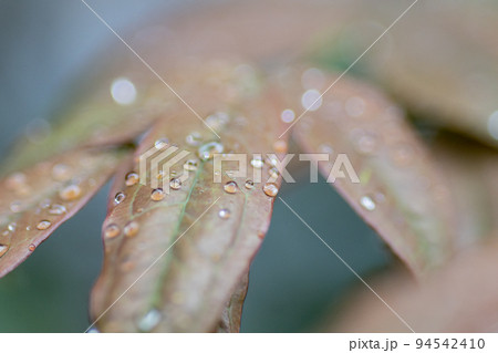 濡れた葉 94542410