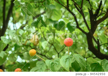 ヤマボウシの実 94542950