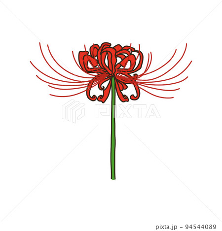 ヒガンバナ ヒガンバナ 94544089