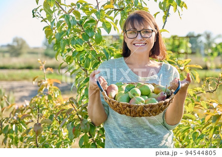 Woman harvesting pears in garden on sunny autumn day 94544805