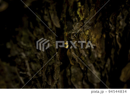 Amber drops of pine resin. Living three drops flow down the bark of the pine trunk. Organic life concept 94544834
