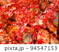 紅葉したもみじ 94547153