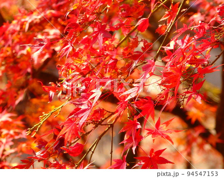 紅葉したもみじ 94547153
