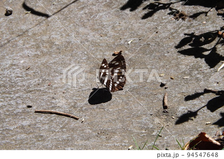 コミスジ 94547648