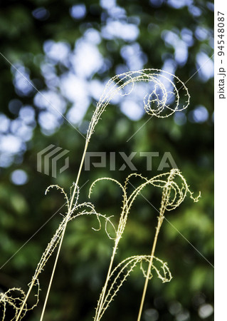 冬枯れの草の穂 94548087