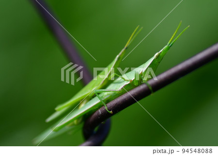 ショウリョウバッタ　交尾　鎌倉市内 94548088
