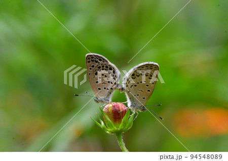 シジミチョウ　交尾　鎌倉市内 94548089
