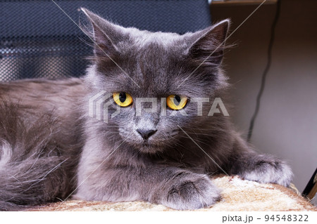 Sad gray cat with yellow eyes closeup Sad gray cat with yellow eyes closeup 94548322
