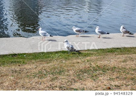 Seagulls on the concrete parapet of the embankment 94548329