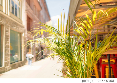 Beautiful palm plant tree in the summer of city street Beautiful palm plant tree in the summer of city street 94548368