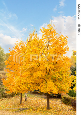 Trees with yellow leaves in the park Trees with yellow leaves in the park 94548499