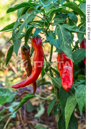 Chili peppers ripening on a bush in the garden. Chili peppers ripening on a bush in the garden. 94548535