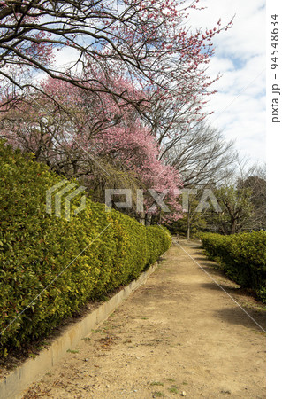 春の遊歩道 94548634