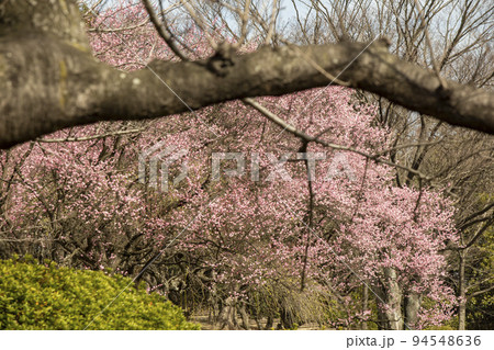 春の種松山 春の種松山 94548636