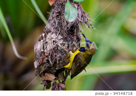 Olive-backed sunbird 94548718