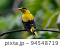 Black-naped oriole 94548719