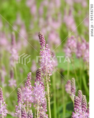 土手などに群生する多年草「ツルボ」 94548780