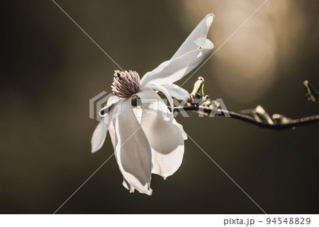 Magnolia spring flowers Magnolia spring flowers 94548829