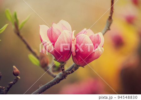Magnolia spring flowers Magnolia spring flowers 94548830