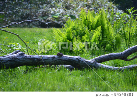 シダ植物と倒木 シダ植物と倒木 94548881