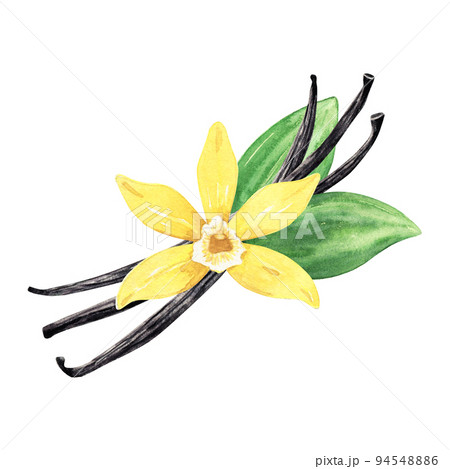 Watercolor yellow vanilla flower with dried pods and green leaves. Illustration of blooming flower. Hand drawn isolated flavor ingredient for recipe, label, packaging design. 94548886