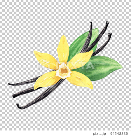 Watercolor yellow vanilla flower with dried pods and green leaves. Illustration of blooming flower. Hand drawn isolated flavor ingredient for recipe, label, packaging design. 94548886
