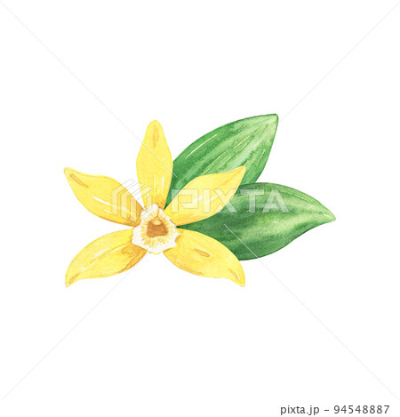 Watercolor yellow vanilla flower and green leaves. Illustration of blooming flower. Hand drawn isolated flavor ingredient for recipe, label, packaging design. 94548887