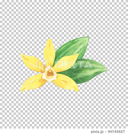 Watercolor yellow vanilla flower and green leaves. Illustration of blooming flower. Hand drawn isolated flavor ingredient for recipe, label, packaging design. 94548887