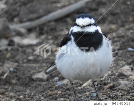 地面にいる丸い冬羽のハクセキレイ 地面にいる丸い冬羽のハクセキレイ 94549012