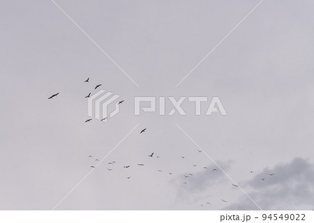台風がくる日の朝に飛ぶ鳥たち 台風がくる日の朝に飛ぶ鳥たち 94549022