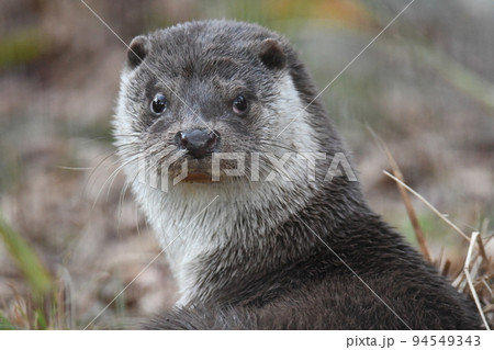 ユーラシアカワウソ6 94549343