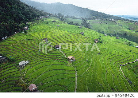 High angle view Green Rice field on terraced in Chiangmai High angle view Green Rice field on terraced in Chiangmai 94549420