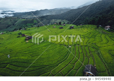 High angle view Green Rice field on terraced in Chiangmai High angle view Green Rice field on terraced in Chiangmai 94549440