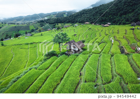 High angle view Green Rice field on terraced in Chiangmai High angle view Green Rice field on terraced in Chiangmai 94549442