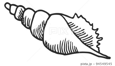 Marine shell icon. Conch sketch. Beach symbol 94549545