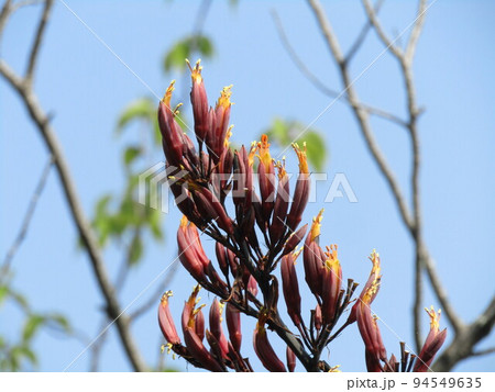 四〇年に一度咲くと言うニューサイランの花が咲いています 94549635